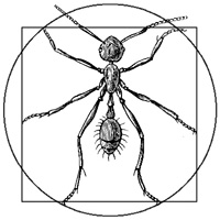 Formica Homo